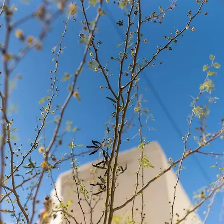 Little Mimosa