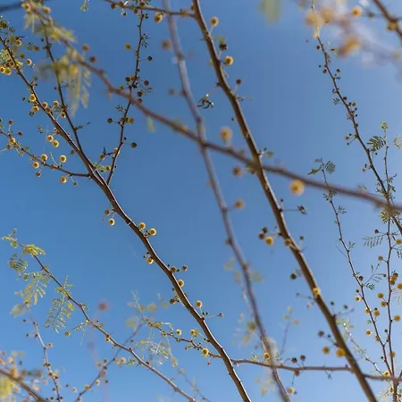 Semesterbostad Little Mimosa *